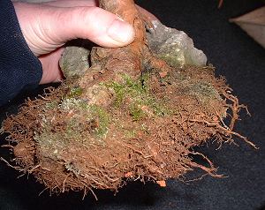 Repotting and Rootpruning